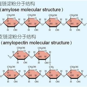 抗性淀粉-益生元新星