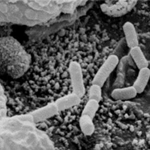 HN001TM鼠李糖乳杆菌