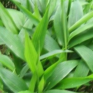 HerbphenolTM淡竹叶复合浓缩粉