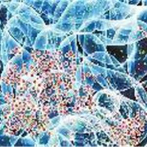 荷米欧TM乳杆菌